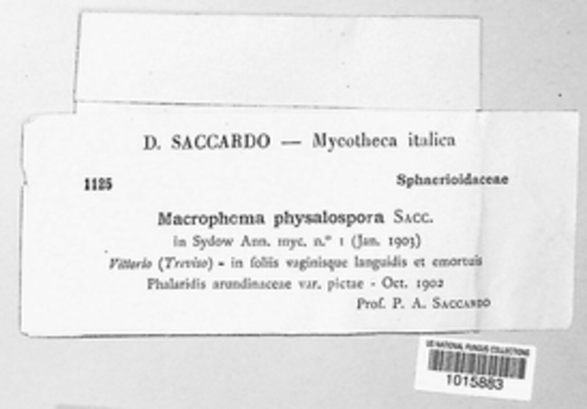 Macrophoma physalospora image